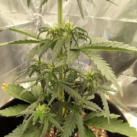 Gelato Auto growlog timeline photo