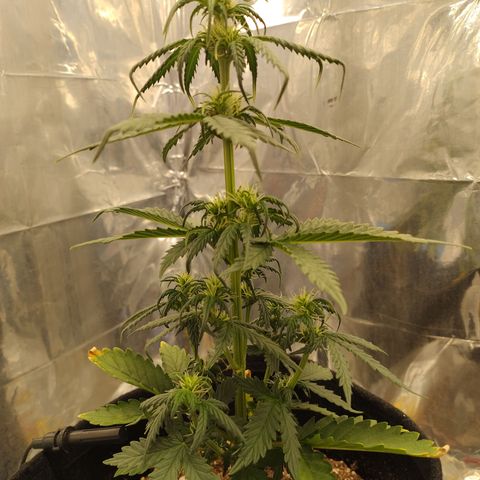Gelato Auto growlog timeline photo