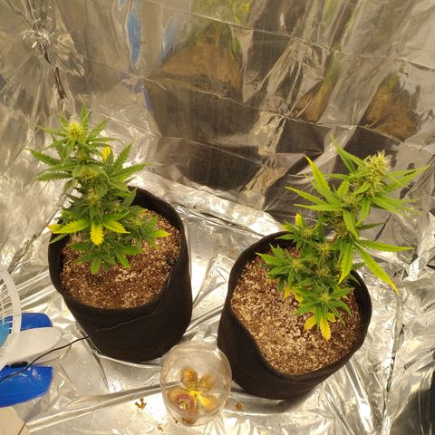 Gelato Auto growlog photo: Femininas