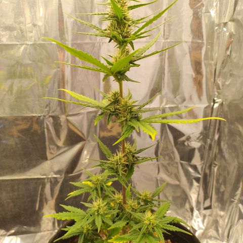 Gelato Auto growlog photo: Femininas