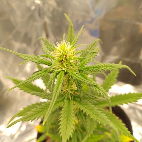 Gelato Auto growlog photo: Femininas
