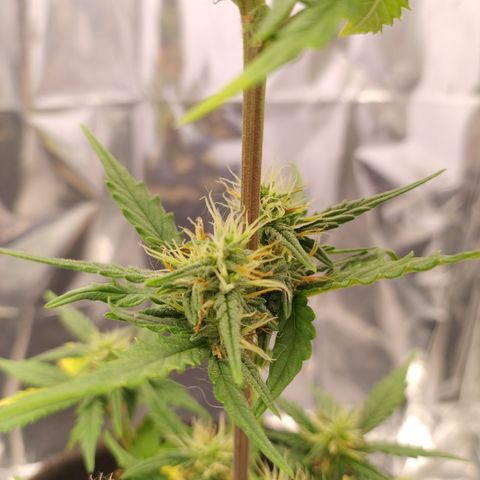 Gelato Auto growlog timeline photo