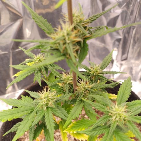 Gelato Auto growlog timeline photo