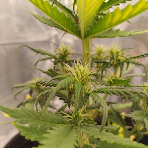 Gelato Auto growlog photo: Femininas