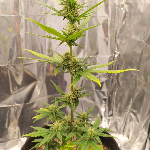 Gelato Auto growlog photo: Femininas