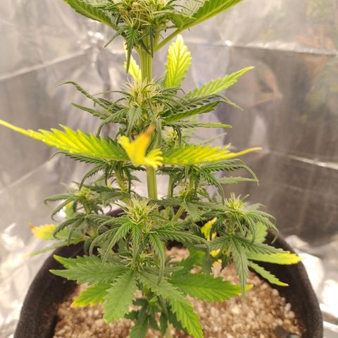 Gelato Auto growlog photo: Femininas