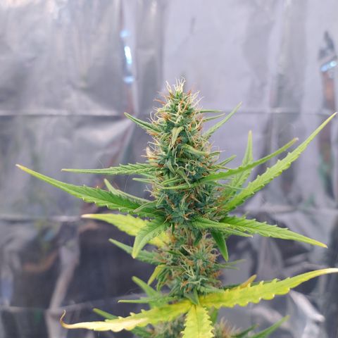 Gelato Auto growlog photo: Estamos próximo do segundo capitulo