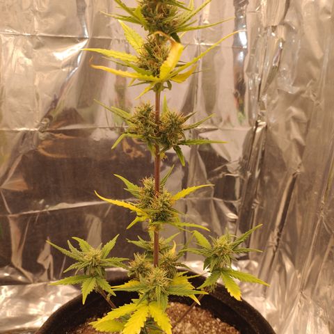 Gelato Auto growlog photo: Estamos próximo do segundo capitulo