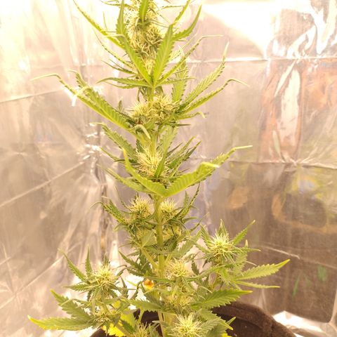 Gellato automática  growlog photo: Bela moça