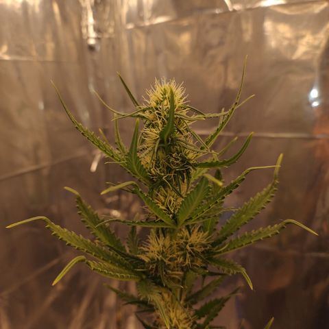 Gellato automática  growlog photo: Bela moça