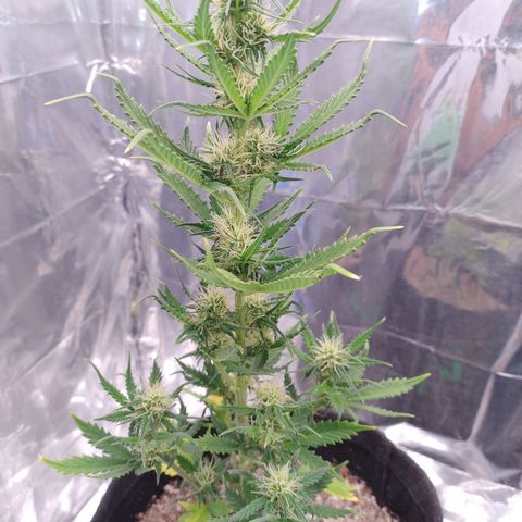 Gellato automática  growlog photo: Bela moça