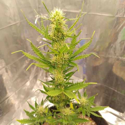 Gellato automática  growlog photo: Bela moça