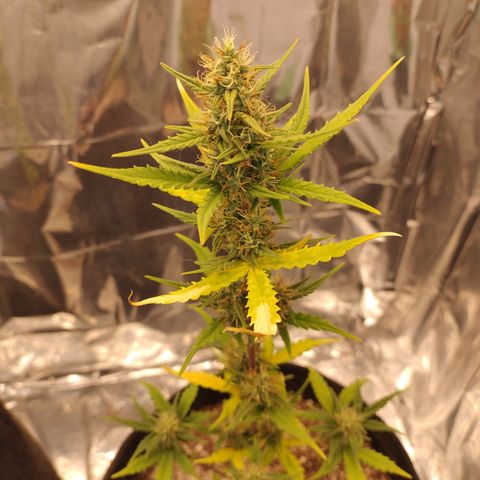 Gelato Auto growlog photo: Estamos próximo do segundo capitulo