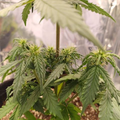 Gellato automática  growlog photo: 
