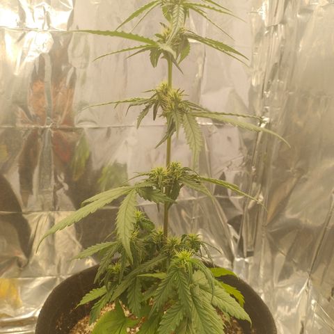 Gellato automática  growlog photo: 
