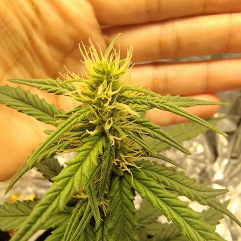 Gellato automática  growlog photo: 
