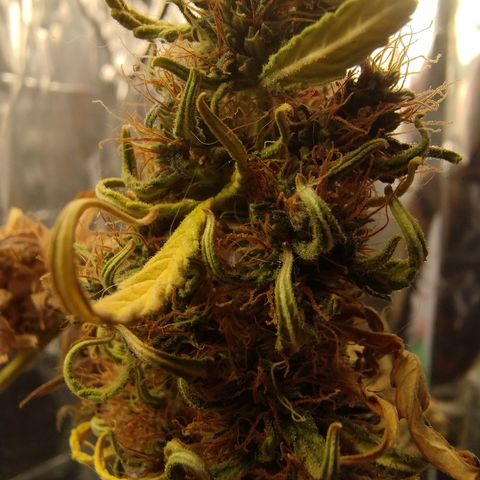 Gellato automática  growlog photo: 
