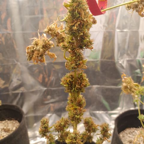 Gellato automática  growlog photo: 
