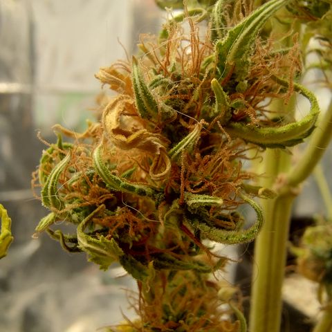 Gellato automática  growlog photo: 
