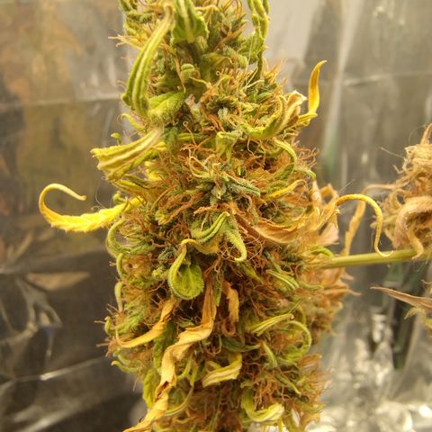 Gellato automática  growlog photo: 
