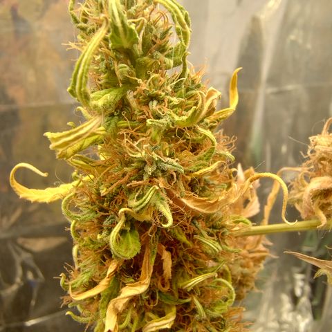 Gellato automática  growlog photo: 
