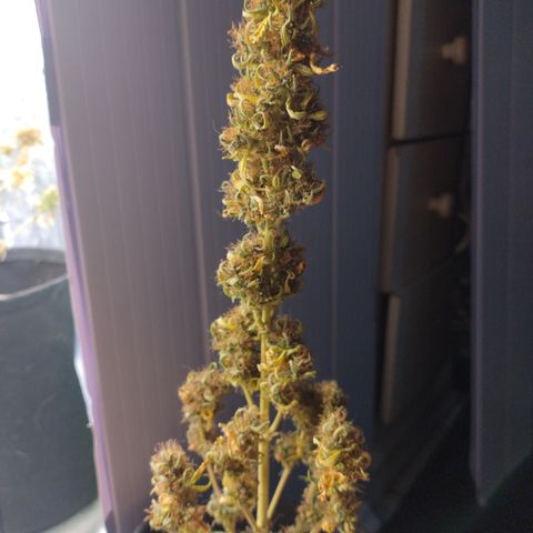 Gellato automática  growlog photo: 
