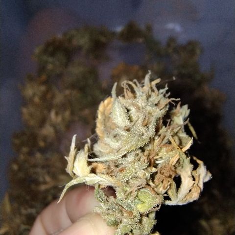 Gelato Auto growlog timeline photo