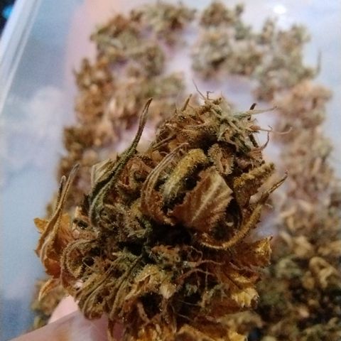 Gelato Auto growlog timeline photo