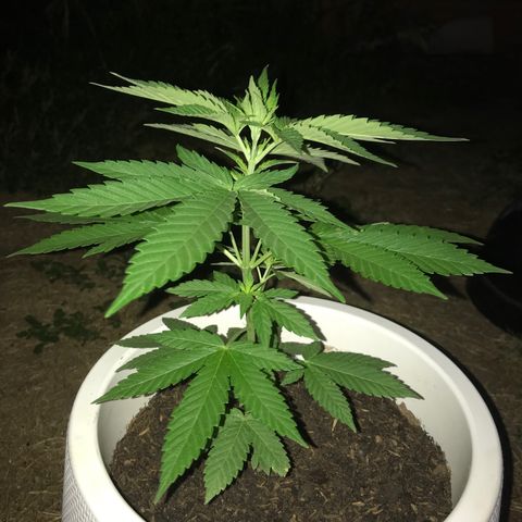 Mawi wawi  growlog photo: Su crecimiento es impresionante un tallo robusto 