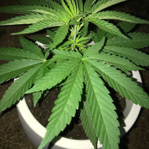Mawi wawi  growlog photo: 5 am 