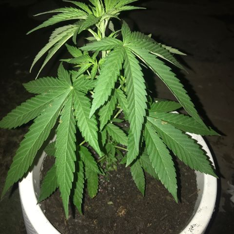Mawi wawi  growlog photo: Allimento frutal alimento para todas las plantas  