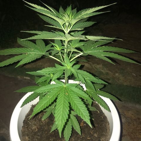 Mawi wawi  growlog photo: 05:05 foto hora espejo