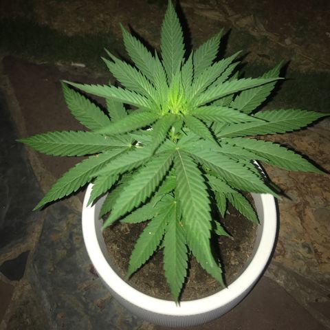 Mawi wawi  growlog photo: 05:05 foto hora espejo