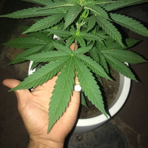 Mawi wawi  growlog photo: 05:05 foto hora espejo