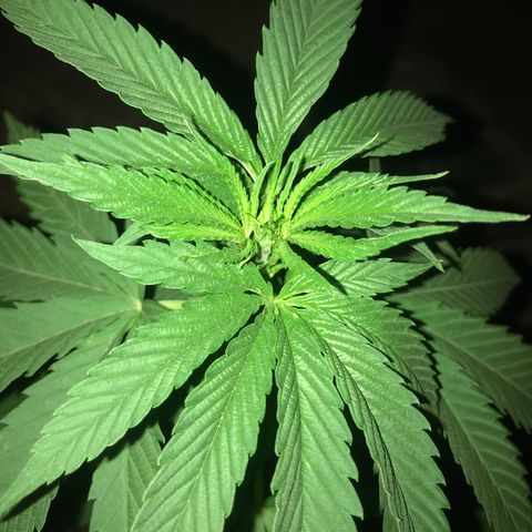 Mawi wawi  growlog photo: Se regó durante el día 