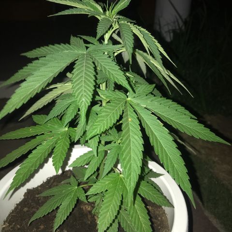 Mawi wawi  growlog photo: Se regó durante el día 