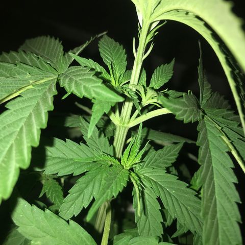 Mawi wawi  growlog photo: Se regó durante el día 