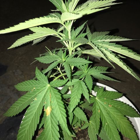 Mawi wawi  growlog photo: Foto amanecer previa regada 