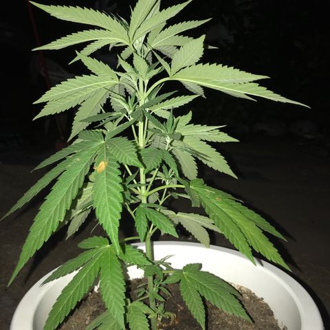 Mawi wawi  growlog photo: Previo regado