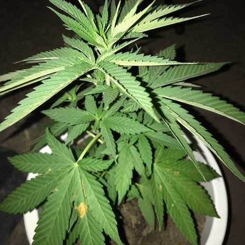 Mawi wawi  growlog photo: Foto amanecer previa regada 