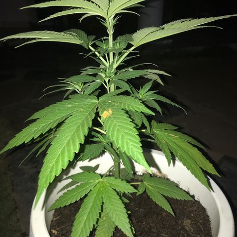 Mawi wawi  growlog photo: Foto amanecer 3:42
