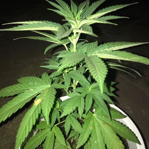 Mawi wawi  growlog photo: Foto amanecer 3:42
