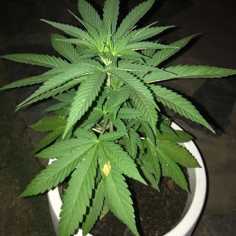 Mawi wawi  growlog photo: Foto amanecer 3:42