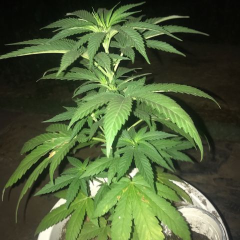 Mawi wawi  growlog timeline photo