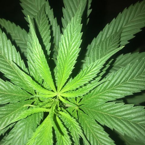 Mawi wawi  growlog timeline photo