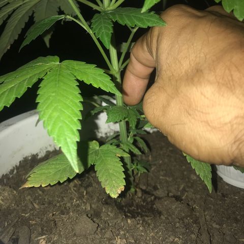 Mawi wawi  growlog timeline photo