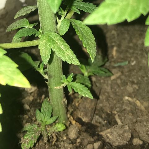 Mawi wawi  growlog timeline photo