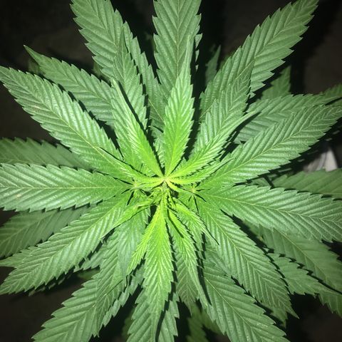 Mawi wawi  growlog timeline photo