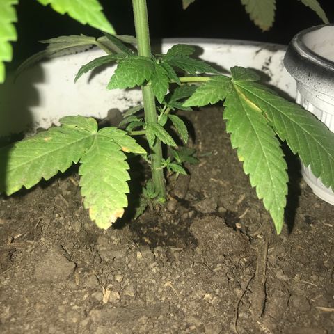Mawi wawi  growlog timeline photo