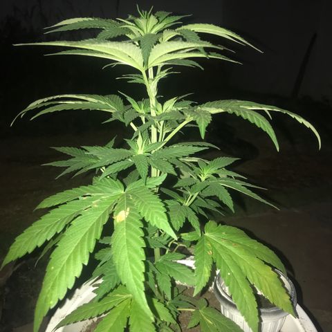 Mawi wawi  growlog timeline photo